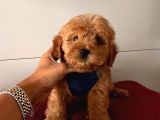 Dizayn Irk Sevimli Maltipoo Yavrular
