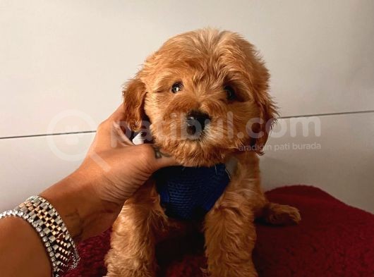 Dizayn Irk Sevimli Maltipoo Yavrular görsel