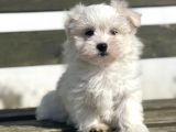 Show Kalite Maltese Terier Bebekler
