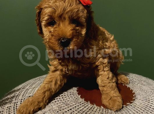 Oyuncak Peluş Tadında Toypoodle Bebeklerimiz görsel