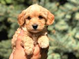 Babyface Maltıpoo