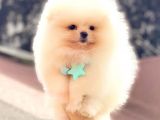 Üst Kalite Pomeranian Boo