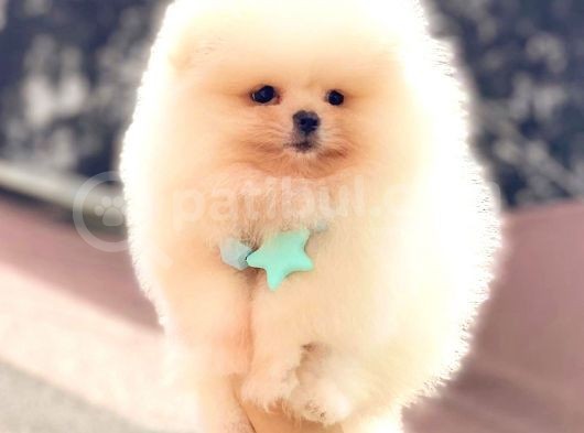 Üst Kalite Pomeranian Boo görsel