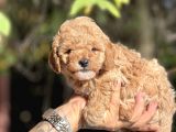 Mi̇ni̇ Toy Poodle Bebekler