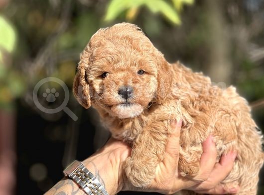 Mi̇ni̇ Toy Poodle Bebekler görsel