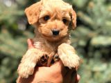 Mavi Gözlü  Orjinal Maltıpoo