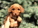 Red Brown Dişi Toy Poodle