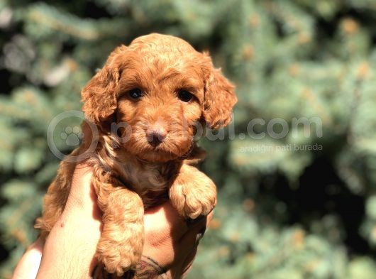 Red Brown Dişi Toy Poodle görsel