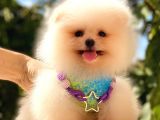 Gülen Yüz Pomerani̇an Boo