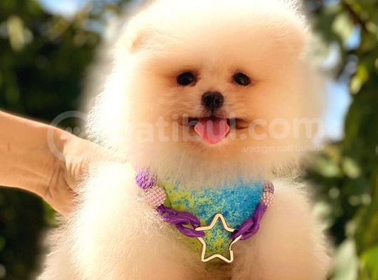 Gülen Yüz Pomerani̇an Boo görsel