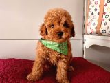 Red-Apricot Toy Boy Poodle Bebeklerimiz