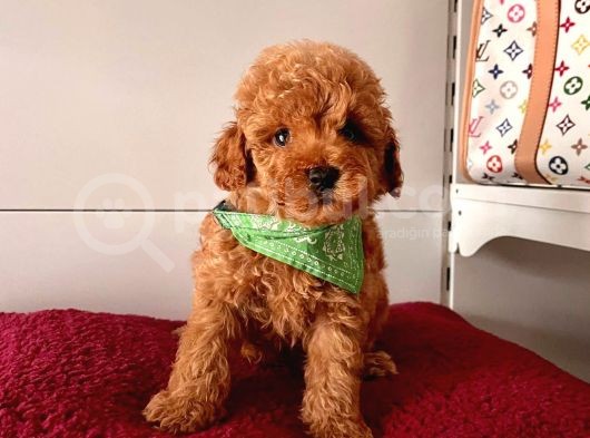 Red-Apricot Toy Boy Poodle Bebeklerimiz görsel