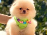 Ayicik Pomerani̇an Boo Kizimiz