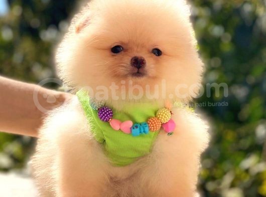 Ayicik Pomerani̇an Boo Kizimiz görsel