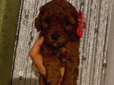 Aşılı,Pasaportlu Ev Ortamında Toypoodle Bebeklerimiz