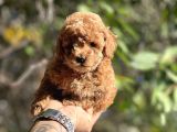 Safkan Red Toy Poodle Yavrular