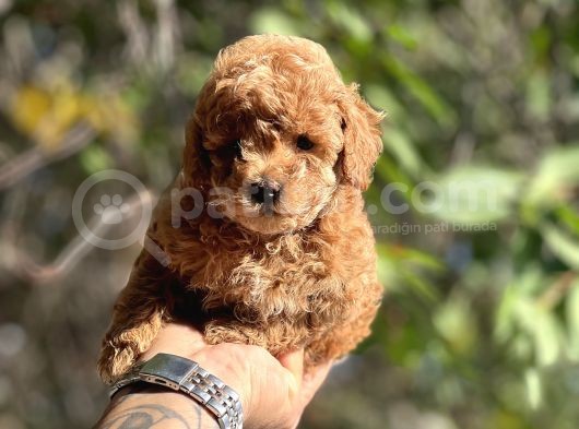 Safkan Red Toy Poodle Yavrular görsel