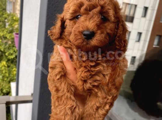 Karamelll.toypoodle ‘In Bebekleri görsel
