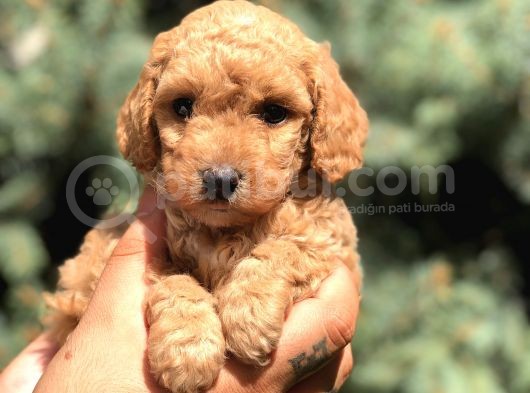Brown Toy Poodle görsel