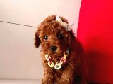 Safkan Pomeranian Boo Yavrularımız