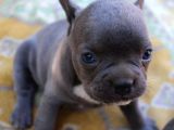 Blue French Bulldog Yavrular
