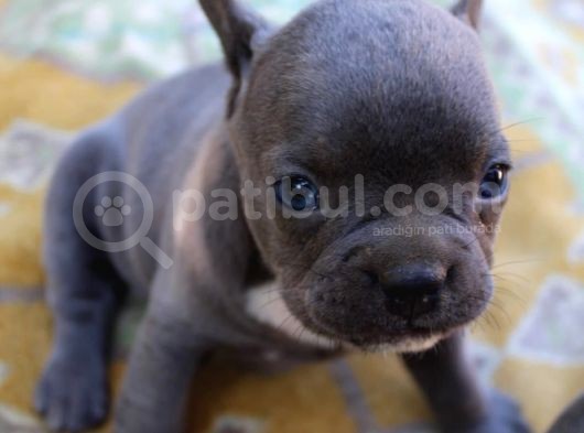 Blue French Bulldog Yavrular görsel