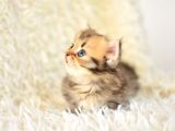 Kisa Bacak Küçük Irk Munchkin Kedi̇