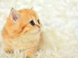 Golden Rengi̇ni̇n En Güzel Tonu Ny11 Bri̇ti̇sh Shorthai̇r