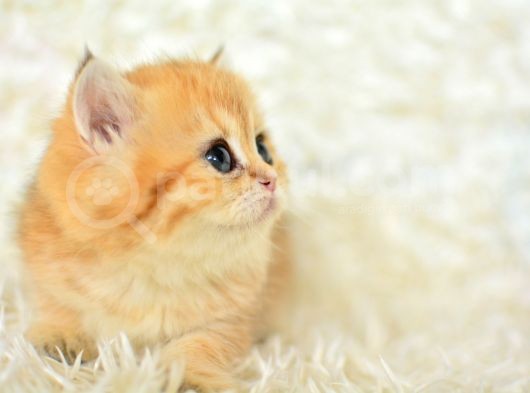 Golden Rengi̇ni̇n En Güzel Tonu Ny11 Bri̇ti̇sh Shorthai̇r görsel