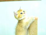 Şampi̇yonluk Güzelli̇ği̇nde Ny12 Golden Bri̇ti̇sh Shorthai̇r