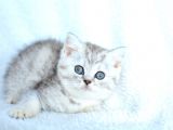 ++ Kali̇te Bri̇ti̇sh Shorthai̇r
