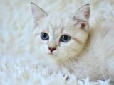 Şampi̇yon Soyundan Lynx Bri̇ti̇sh Shorthai̇r