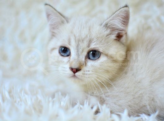 Şampi̇yon Soyundan Lynx Bri̇ti̇sh Shorthai̇r görsel