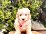 Üst Kalite Kıvırcık Maltipoo Yavrular