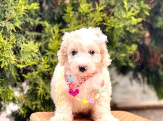 Üst Kalite Kıvırcık Maltipoo Yavrular