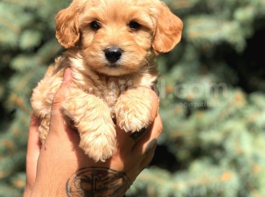 Babyface Maltıpoo görsel