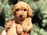 Brown Toy Poodle
