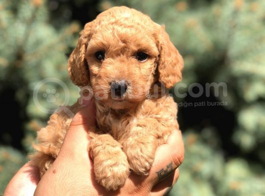Brown Toy Poodle görsel