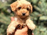 Mavi Gözlü  Orjinal Maltıpoo