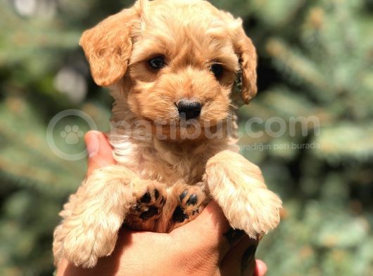 Mavi Gözlü  Orjinal Maltıpoo görsel