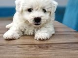Maltese Terrier Yavrular