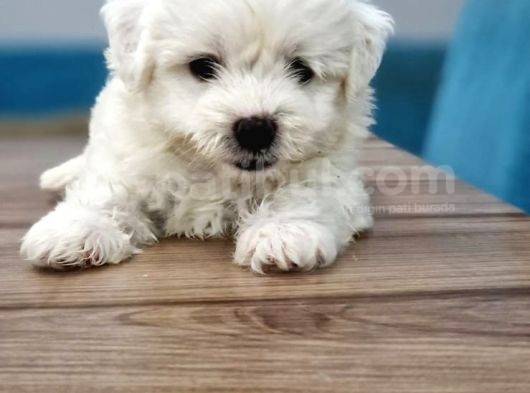 Maltese Terrier Yavrular görsel