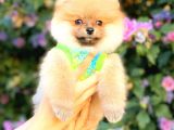 Orange Di̇şi̇ Pomerani̇an Boo