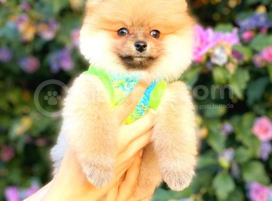 Orange Di̇şi̇ Pomerani̇an Boo görsel