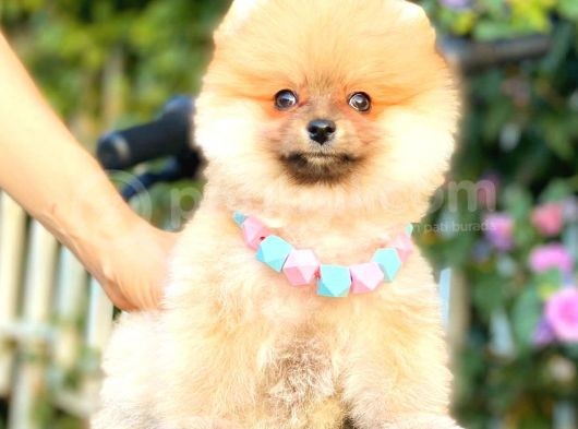Orange Di̇şi̇ Pomerani̇an Boo görsel