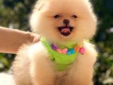Ayicik Pomerani̇an Boo Kizimiz
