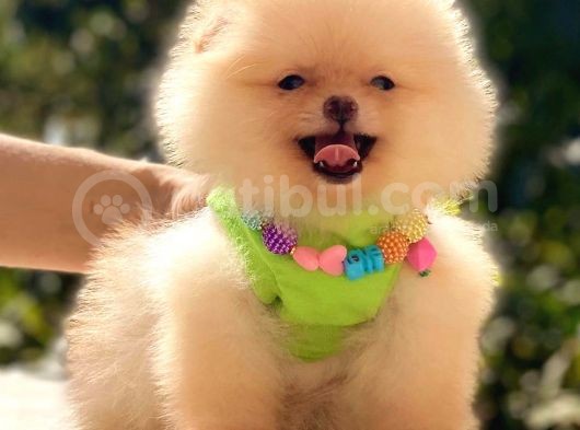Ayicik Pomerani̇an Boo Kizimiz görsel