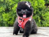 Safkan Pomeranian Boo Yavrularımız