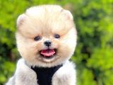 Ayıcık Surat Boo Pomeranian Yavrular