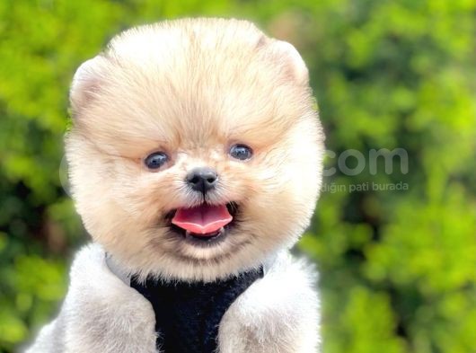 Ayıcık Surat Boo Pomeranian Yavrular görsel